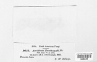Aecidium zanthoxyli image